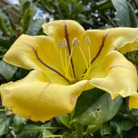 Bibit tanaman bunga rambat wangi cup of gold vine (Solandra maxima)