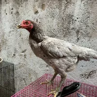 Ayam Pakhoy Betina Indukan