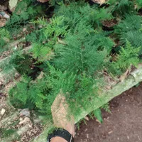 tanaman hias asparagus plumosus