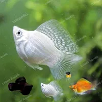 Ikan Hias Molly Balon Orange Black Dan Platinum Untuk Aquascape