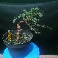 bonsai asem jawa 03