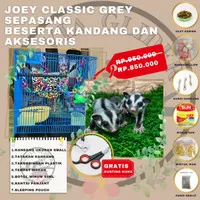 SUGAR GLIDER JOEY SEPASANG CLASSIC GREY PAKET SPESIAL HEMAT LENGKAP