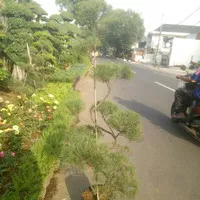 Tanaman Hias Bonsai Cemara Udang // Tanaman Bonsai Cemara Udang