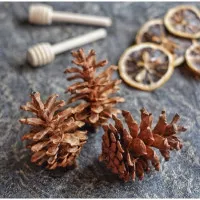 Pinus Kering/Biji Pinus kering/perlengkapan fotografi/Dekorasi