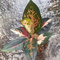 Tanaman hias aglonema suksom tricolor _ tanaman aglonema