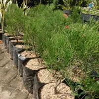 Tanaman Hias Bunga Cemara Udang Semi Bonsai