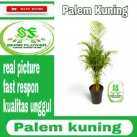 palem kuning/tanaman hias/pohon palem kuning rimbun tinggi -+60-80cm