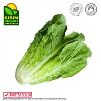 Romaine Segar / Lettuce Romaine Fresh / Romaine / Pack