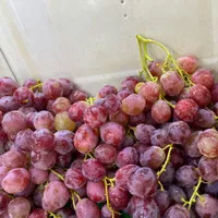 anggur australia merah| buah segar bandung