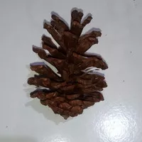 Pine Cone Mainan gigit Hamster/Hamster Chew Toy Biji pinus Buah Cemar