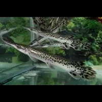 Ikan Aligator Spatula Gar 31-33cm