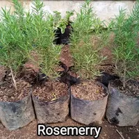 Bibit Tanaman Herb - Rosemary, Mint, Oregano, Thyme, Dill, Parsley