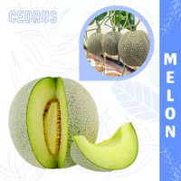 Bibit Biji Benih Buah Melon Hijau Organik