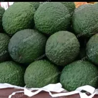 Alpukat Avocado Hass 1 kg | alpukat hass nusantara bibit Australia