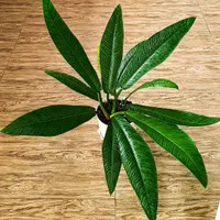 tanaman hias philodendron lynette