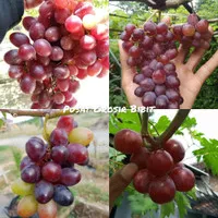 Bibit buah anggur import ninel hasil grafting