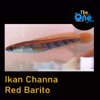 Ikan Channa Maru Red Barito Baby Red Barito Baby Channa