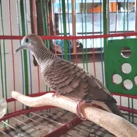 Burung Perkutut Bangkok Gacor