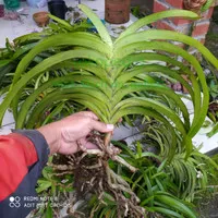 vanda tricolor sp jabar dewasa murah siap bunga