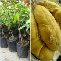 Bibit Pohon Durian Montong/Buah Durian Montong/Kualitas Petani Murah