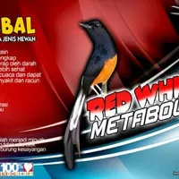 Red white metabolisme Suplemen atau vitamin,protein untuk burung