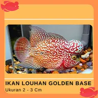Ikan Louhan Murah Golden Base GB Burayak Anakan Size 2 - 3 Cm Predator