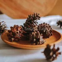 Pinus / Bunga Pinus / Bunga Pinus Kering / Biji Pinus Kering