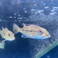 Pbass Peacock Bass Xingu Pure