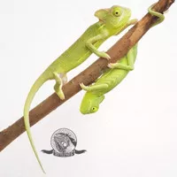 Veiled Chameleon bukan panther gecko iguana tegu panana pied fischer