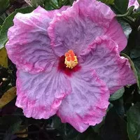 Tanaman Hias Bunga Hibiscus Pink Fhusion