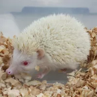 Landak Mini Hedgehog Albino Ruby Eyes