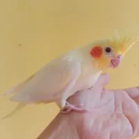 BABY BURUNG FALK / COCKATIEL / PARKIT AUSTRALI JINAK