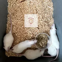 Rat Medium / Tikus Putih / Mencit / ASF / Makanan Reptil