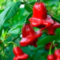 Benih / Seed Cabe Bishop Crown Pepper - Cabe Unik Bentuk Mahkota