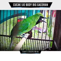 Burung Cucak Ijo Body Big Gacoran