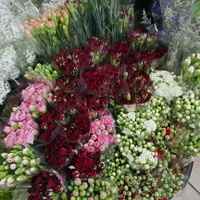 bunga carnation / anyelir segar