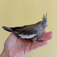 Baby burung Falk / Cockatiel / Parkit Australi, Grey White Face