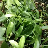 bibit vanili planifolia 1 MTR murah siap tanam