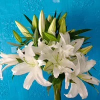 bunga lily putih asli fresh