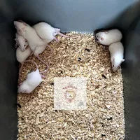 Rat Small / Tikus Putih / Mencit / ASF / Makanan Reptil