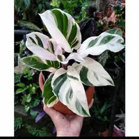 Tanaman hias calathea white fushion / calathea tissu