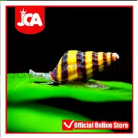 Snail Killer Keong Assasin pembasmi anti hama siput aquarium aquascape