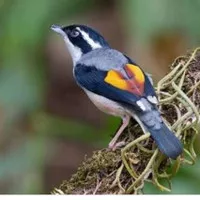 Burung cendet kembang jantan