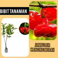 Bibit Jambu Air Kancing Merah Cepat Berbuah