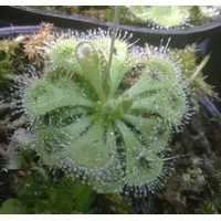 Drosera Burmanii Tanaman Karnivora Hias