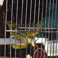 Burung Cipo /Sirtu Sepasang sudah makan pur