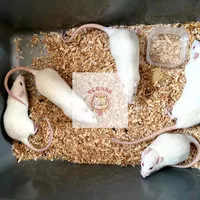 Rat Large / Tikus Putih / Mencit / ASF / Makanan Reptil