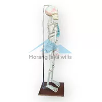 model kerangka manusia mini - alat peraga pendidikan - torso