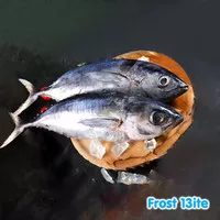 Ikan Tuna