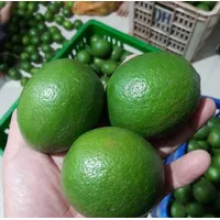 lemon california / 1 kg hijau